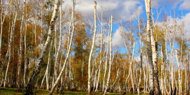 什么连续剧的片尾歌是白桦林-白桦林是什么电