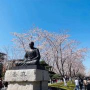 鉴真路樱花大道