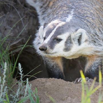 济南野生动物世界一日(潍坊各地发车) 济南野生动物世界一日(潍坊各地发车)