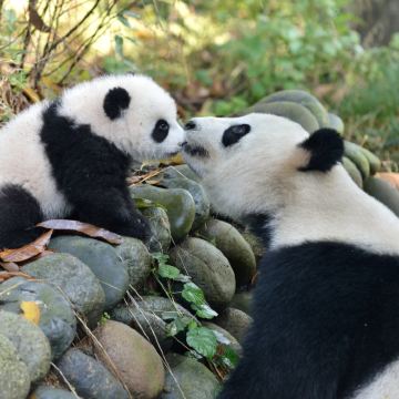雅安碧峰峡一日游私家专车出行含门票一单一团亲子纯玩看大熊猫 雅安碧峰峡一日游私家专车出行含门票一单一团亲子纯玩看大熊猫