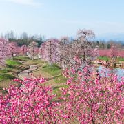 问花村