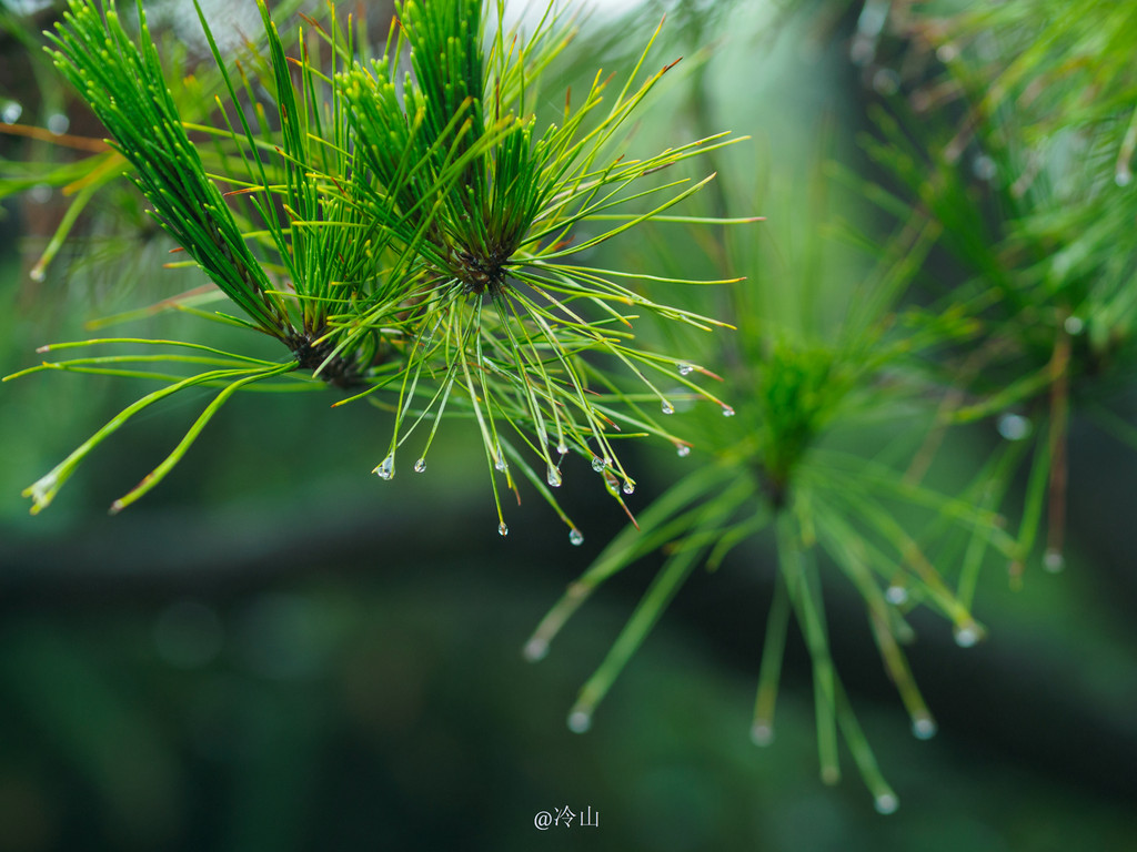 一路走来,雨忽大忽小,我们就在云里雾里行走着,本就苍翠的山林更是