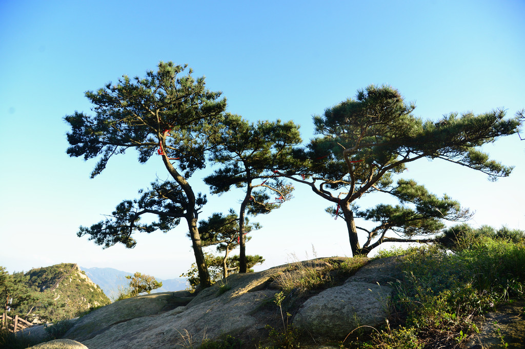 夕阳西下,远处的"茶壶峰"惟妙惟肖:山顶的那棵松树酷似壶盖,而左边