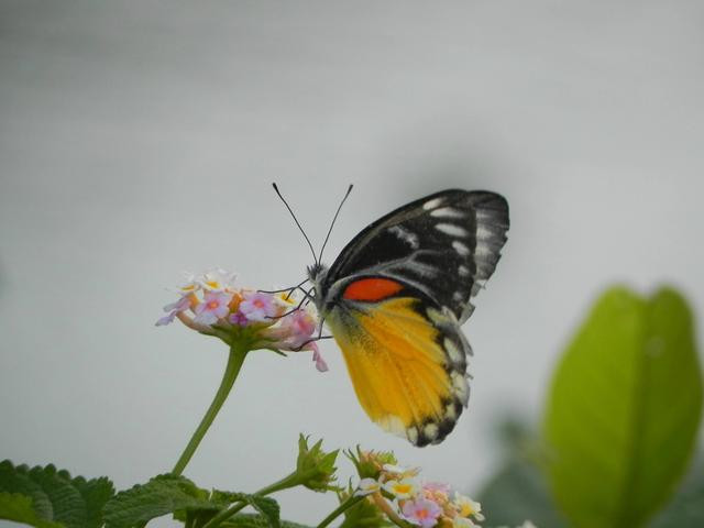 红肩斑粉蝶