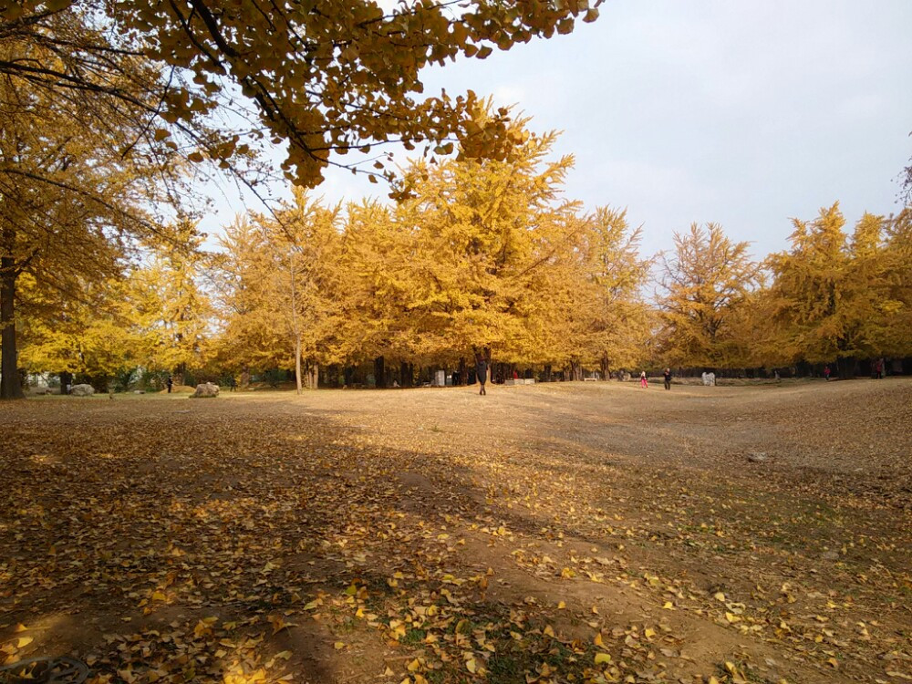初冬的风景