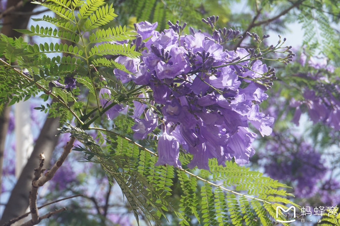 老昆明教你1天如何【花天酒地】玩昆明?·花楹篇