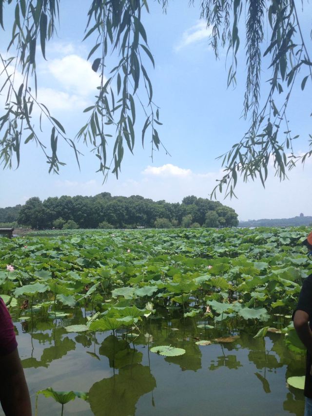 柳树,荷花,湖面 西湖