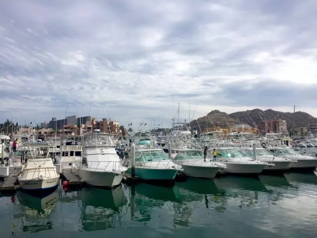 下加利福尼亚州 | 广西鲸鲨被杀,这里你可以和十