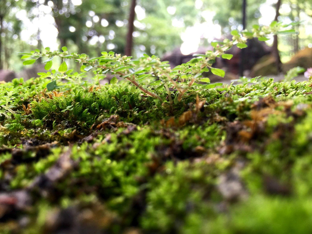 蕨类植物是我们今天能见到的最早的陆地植物. 