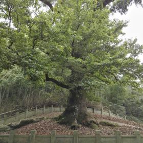慈溪五磊山景区门票,慈溪慈溪五磊山景区攻略 地址 图片 门票价格高清图片