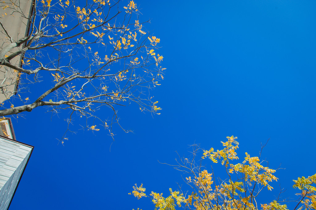 秋天的天空有着金黄点缀,一幅美丽天成的画.