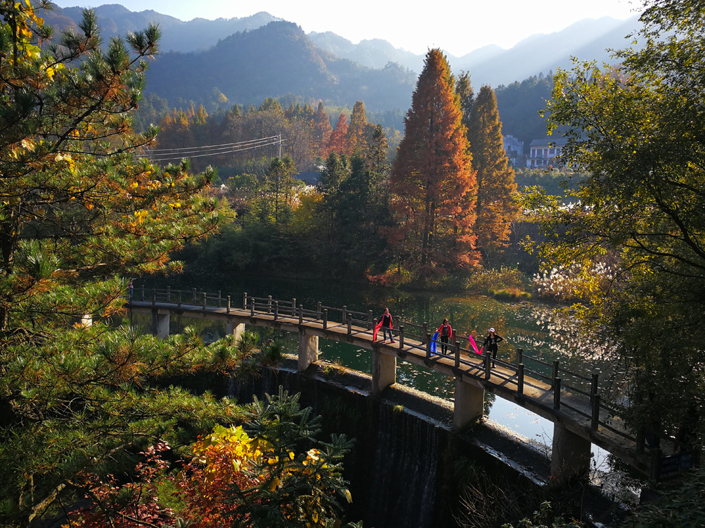 大别山腹地杏黄枫红深秋赏叶正当时 安徽金寨楼房村 胭脂村 马鬃岭