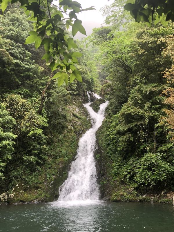 正是杜鹃烂漫时,再上井冈山