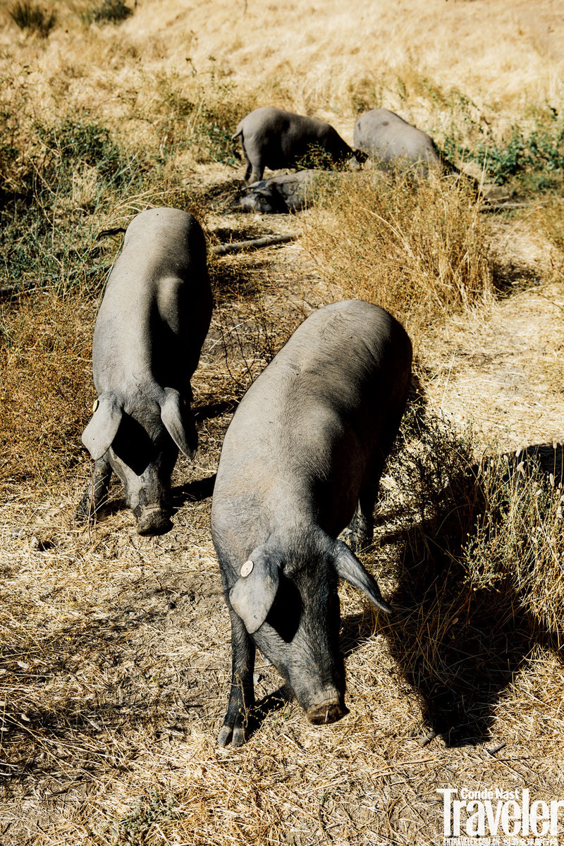 伊比利亚火腿记 ,如何善待一只伊比利亚黑猪