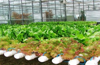 日本攻略植物园热带,南陵攻略植物园热带/游玩南陵京都大阪穷游门票图片