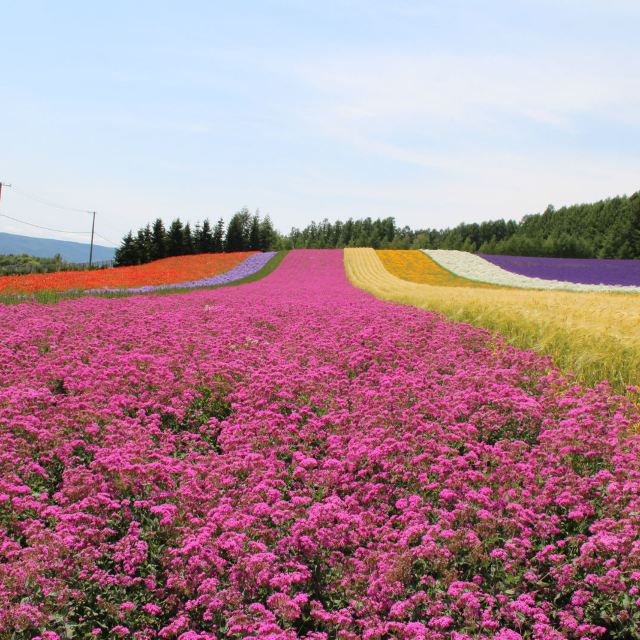 彩虹花田正面