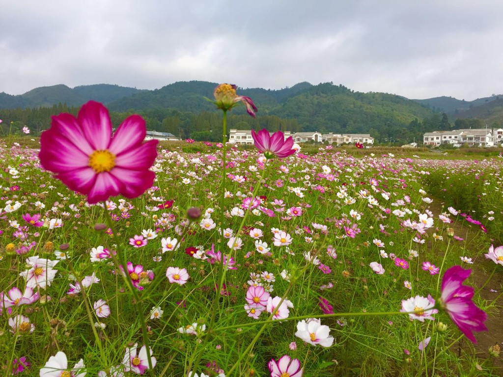 美丽的乡村---小河湾---旧州花海 - 安顺游记攻略