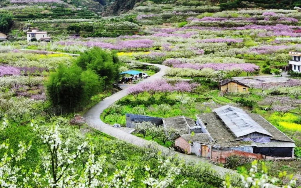 九峰镇花海