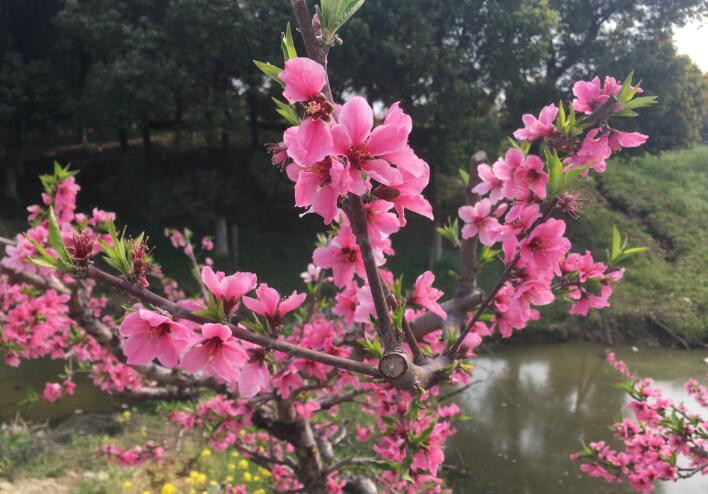 天青色,等一场桃花春雨