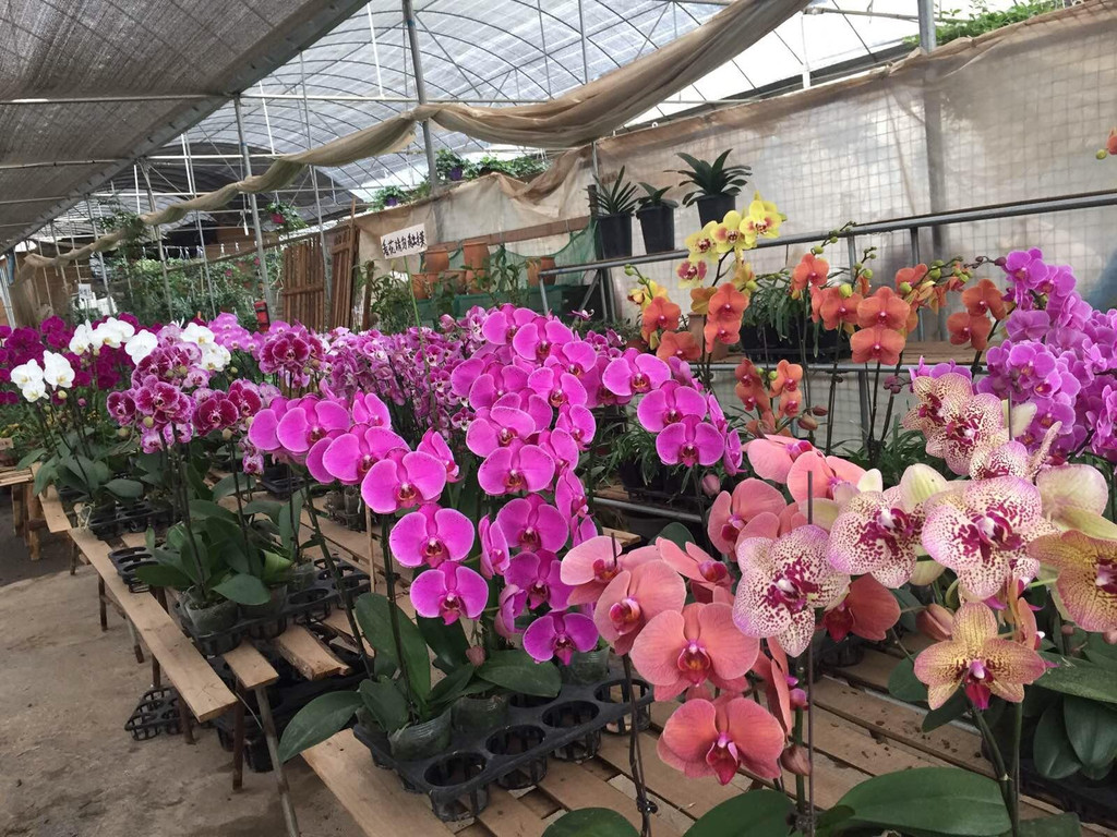 斗南花市                                  