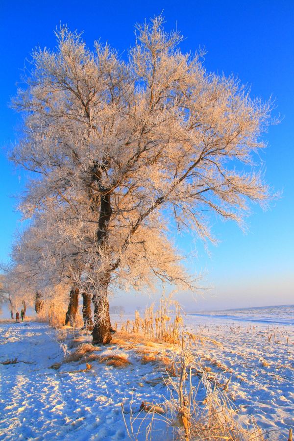 冰天雪地演绎的童话故事 2018年1月哈尔滨雪乡,吉林雾凇岛冰雪之旅