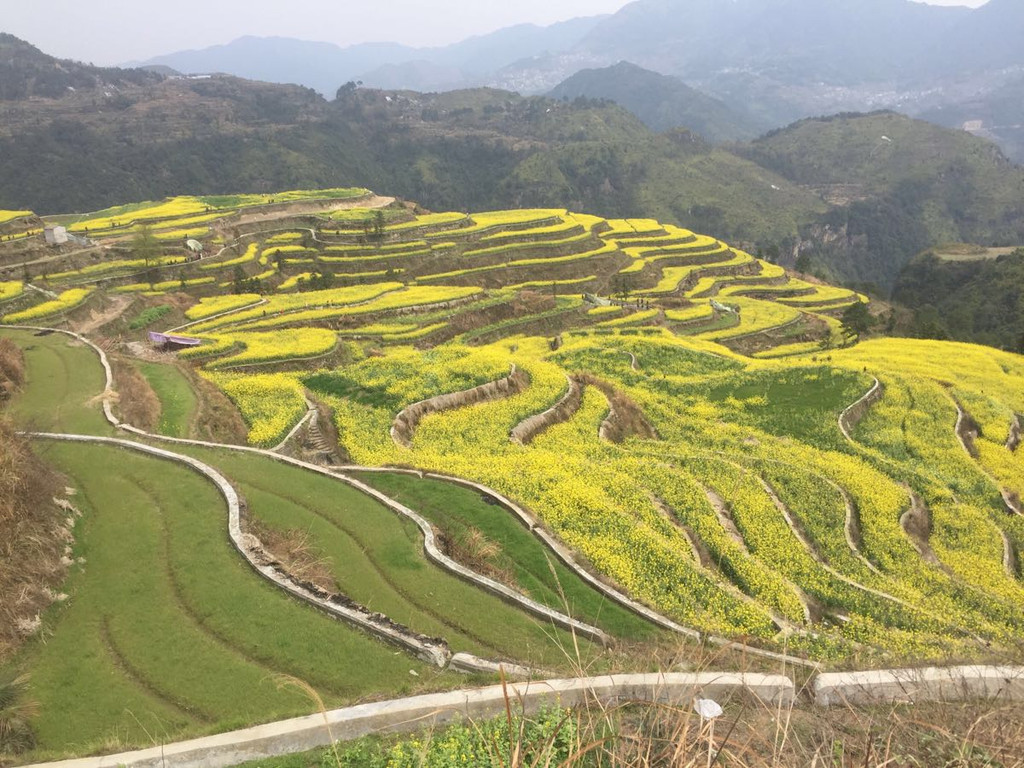 青田小舟山赏油菜花观瀑布