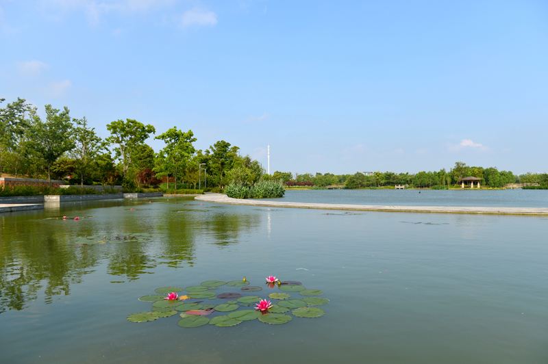 芦荡湖:城市的绿肺,心灵的港湾.