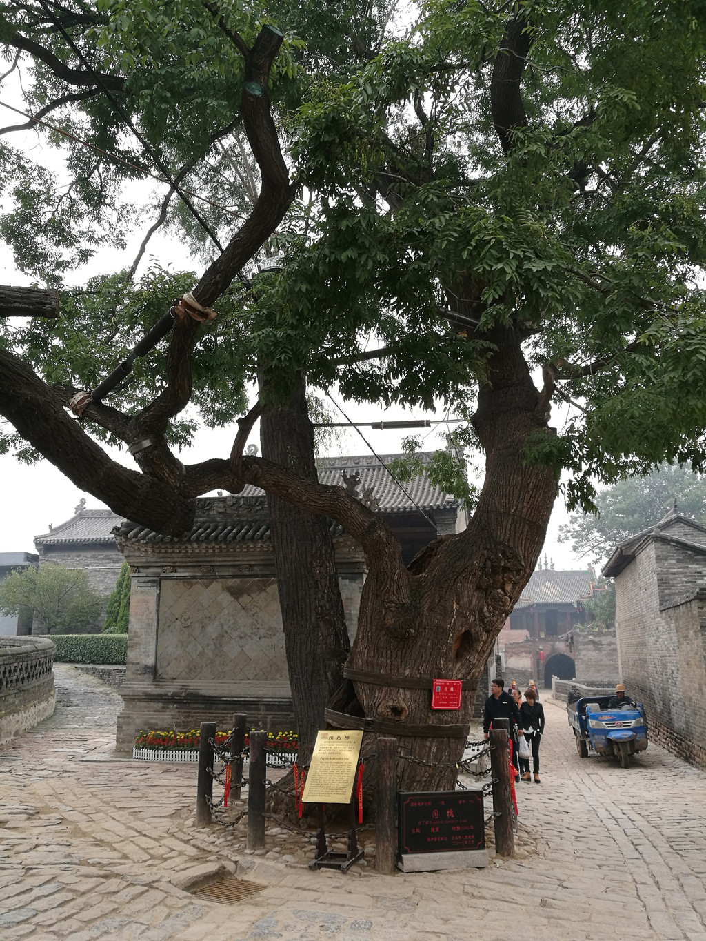 大槐树龄已超千年,村民视为神树.