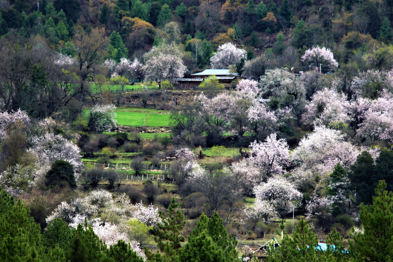 2018/04/10,波密县岗美村 2018/04/10,波密县岗美村.