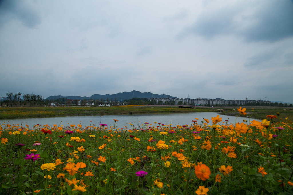 杭州,湘湖那片花海