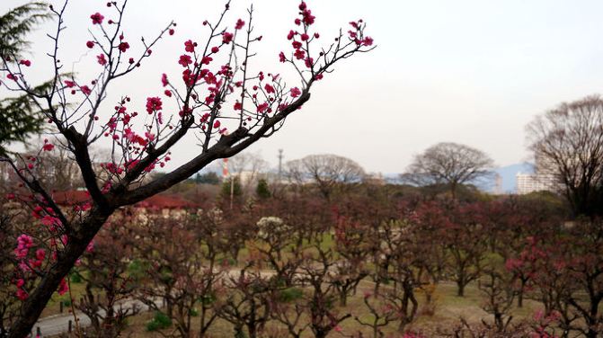 冬游关西 邂逅花开--一个人日本关西6天自由行