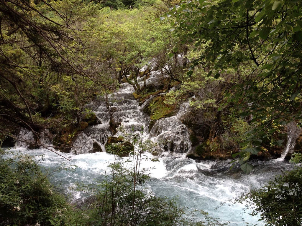 九寨沟原始森林                            