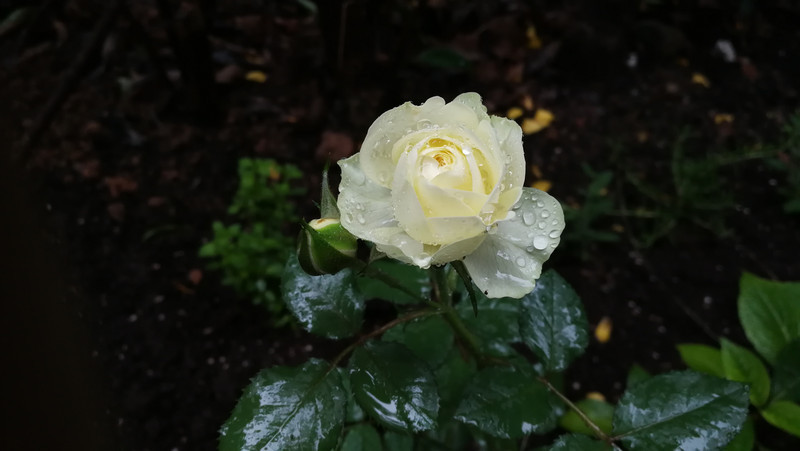 2018年岱山秀山海岛雨中自驾2日游/烛光晚餐/绚烂烟花