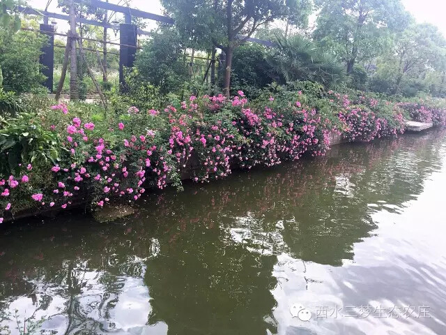 上海周边农家乐三日游 - 上海游记攻略【携程攻