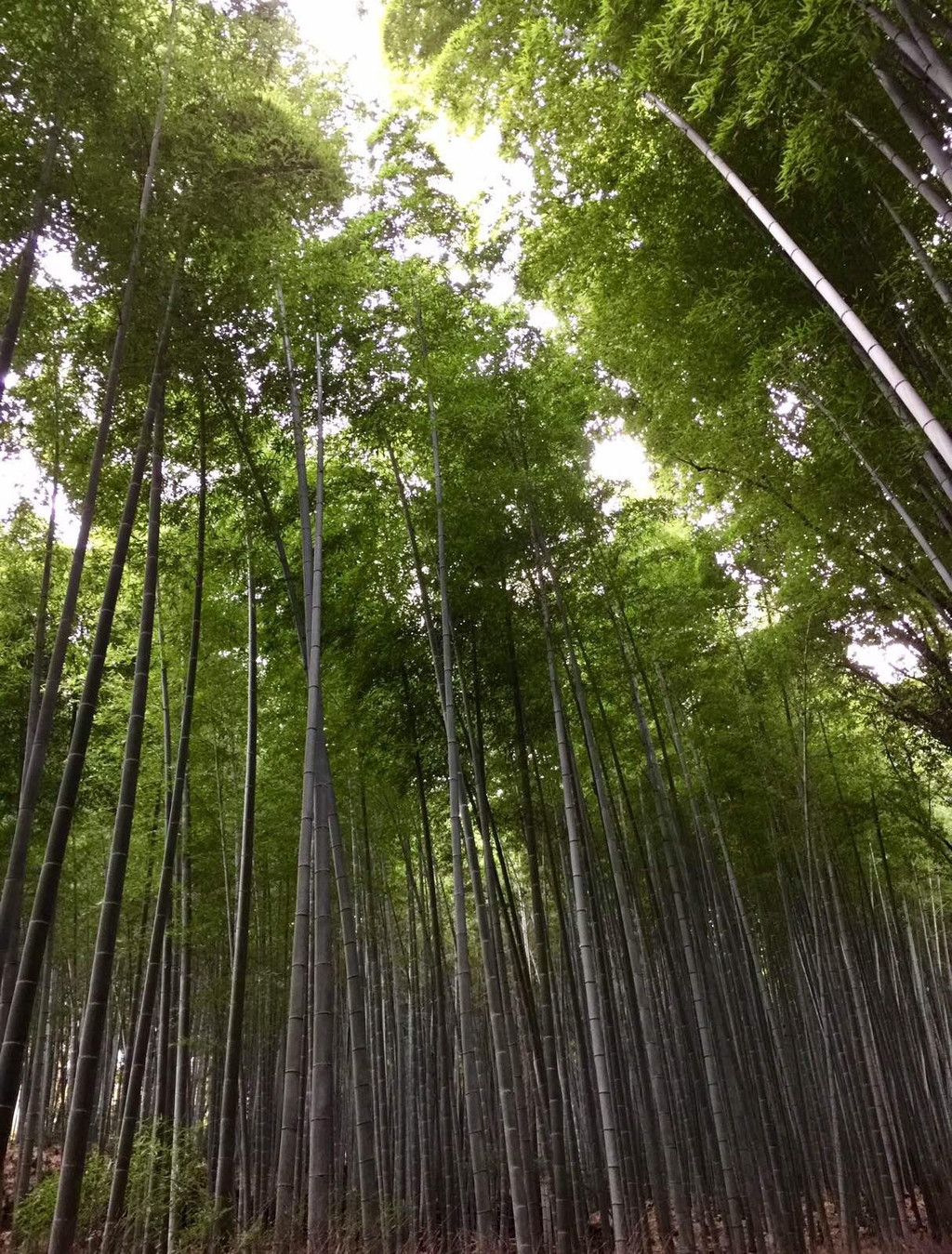 京都嵯峨野竹林                            