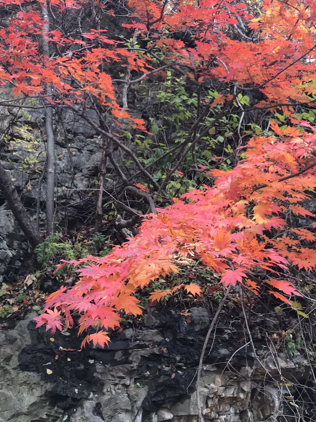 本溪满族自治县 枫香谷温泉与关门山枫叶之旅