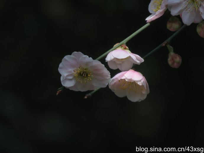 梅花珍品:曹玉黄香.