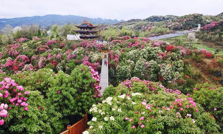 多彩贵州,花海毕节,毕节必去的旅游打卡地都在这篇游记里!