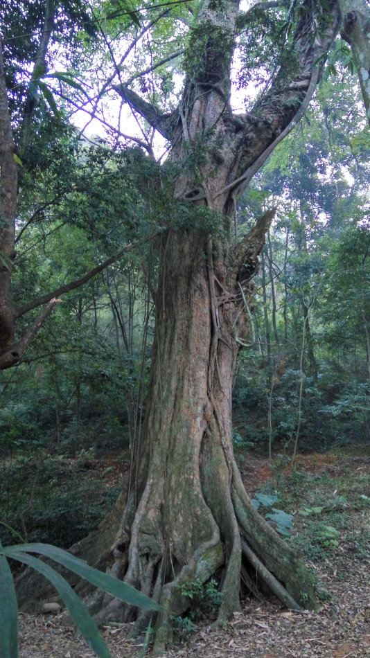 始兴坪田瑶寨 农家旅舍后山有一株高大的米椎数,据说为华南米椎王