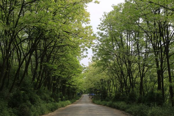 生态槐乡——陕西永寿