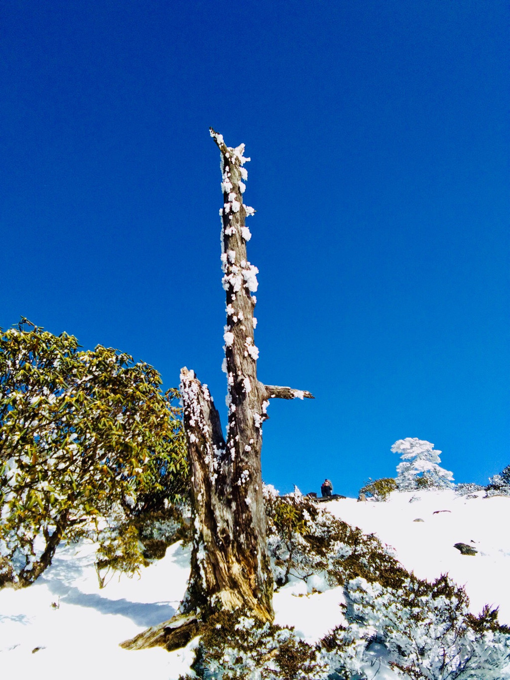 我在南方的艳阳天里,大雪纷飞!(昆明轿子雪山)