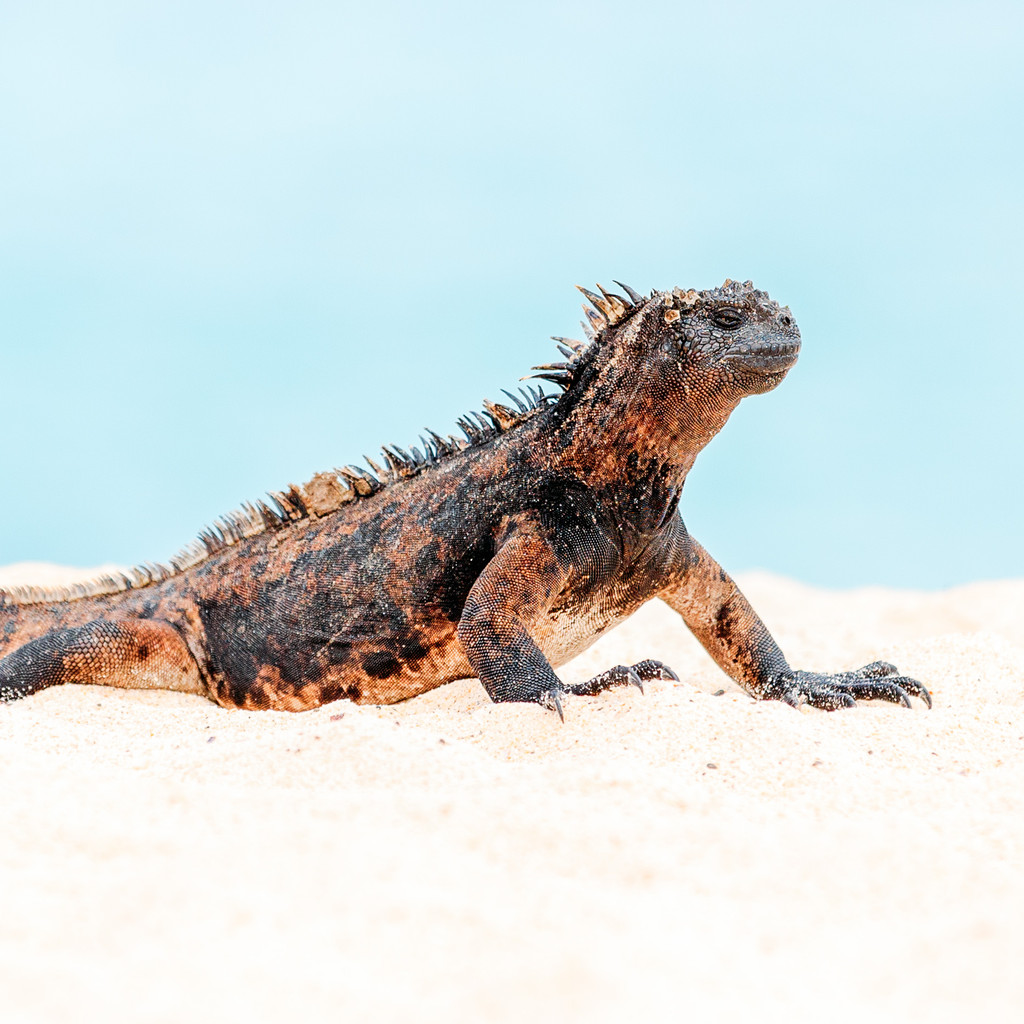 海鬣蜥(marine iguana)