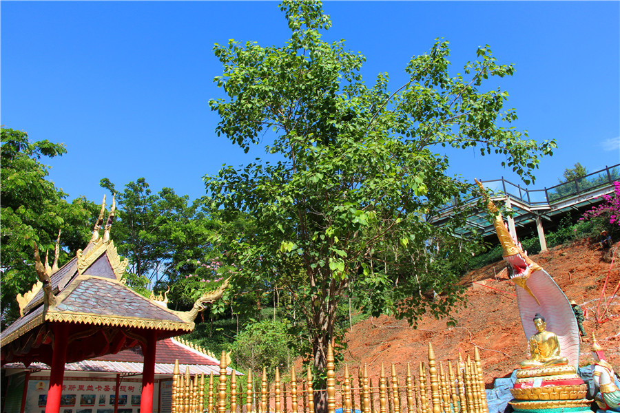 西双版纳勐泐大佛寺丨与佛结缘,和美一生