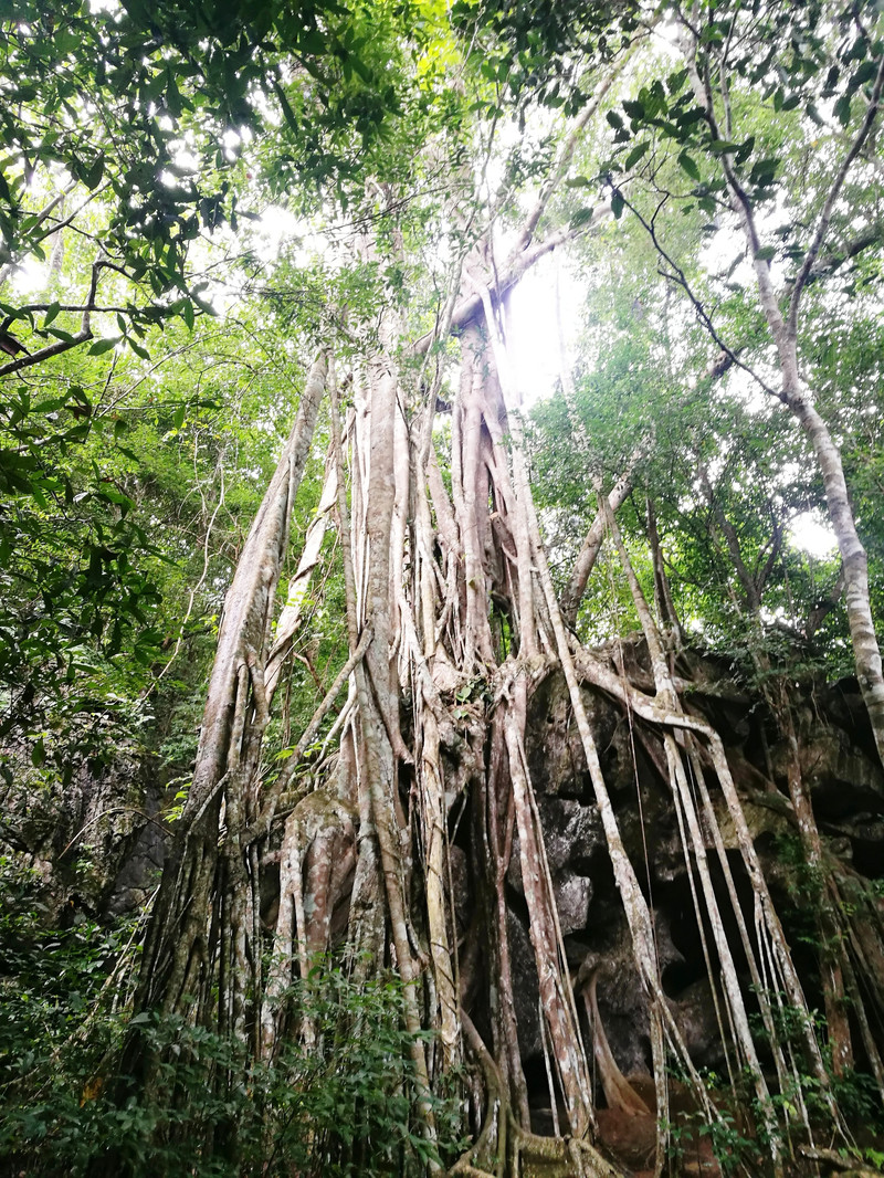 绞杀现象