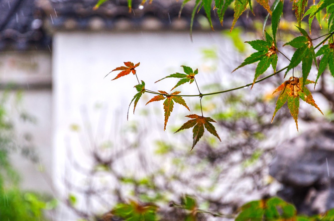 雨天,落叶,各色枫叶掉在鹅卵石地面,另有一番风情在心头.