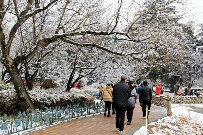 青岛.春雪给中山公园披上了银装_美美哒