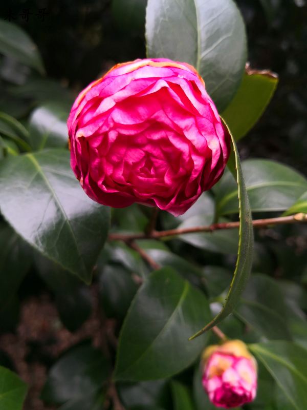 树下都有牌子标明品种的,"茶族皇后"美誉的金茶花,"情人节","芙蓉香波