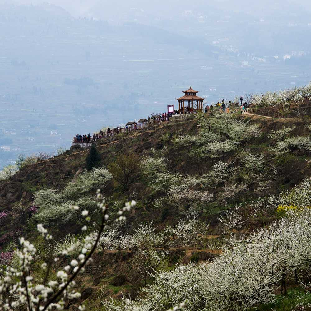 2018乌蒙花海赏花游——赤水镇 - 叙永游记攻略【携程攻略】