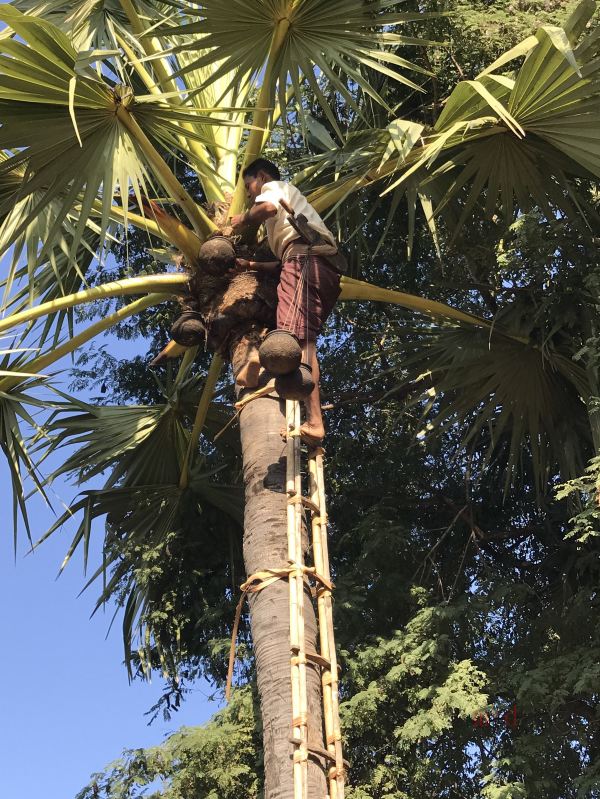 "亚洲隐士"的足音----缅甸26天旅行日记之二-----格劳,茵莱湖,卡帕里