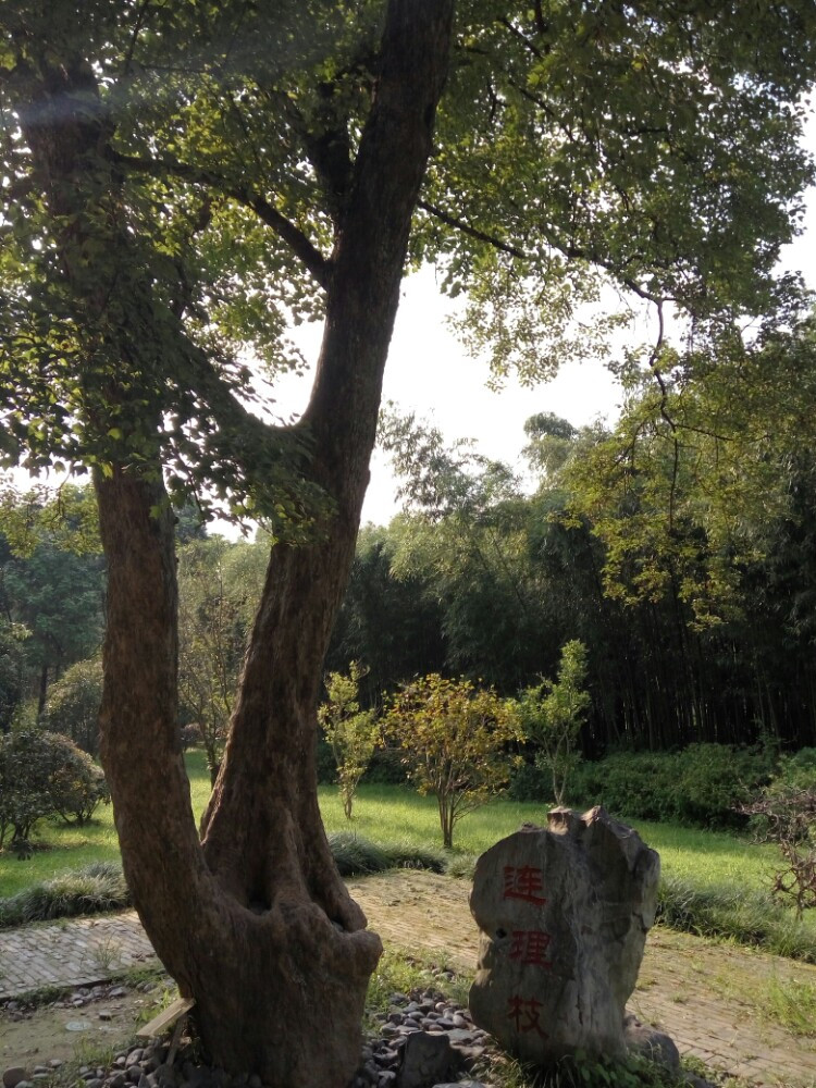 八月游扬州～忙碌生活中的宁静之旅